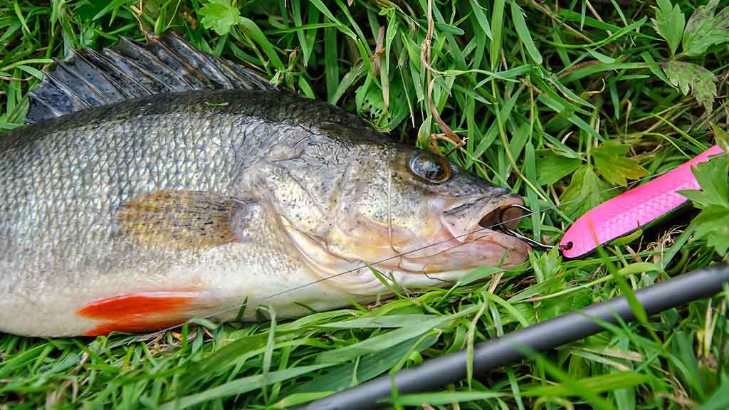 Kaip pagauti lydeką? Kaip pagauti lydeką?