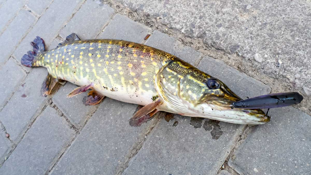 Jei žiemą nori sėkmingai pažvejoti, keliauk į miesto centrą. Antra dalis