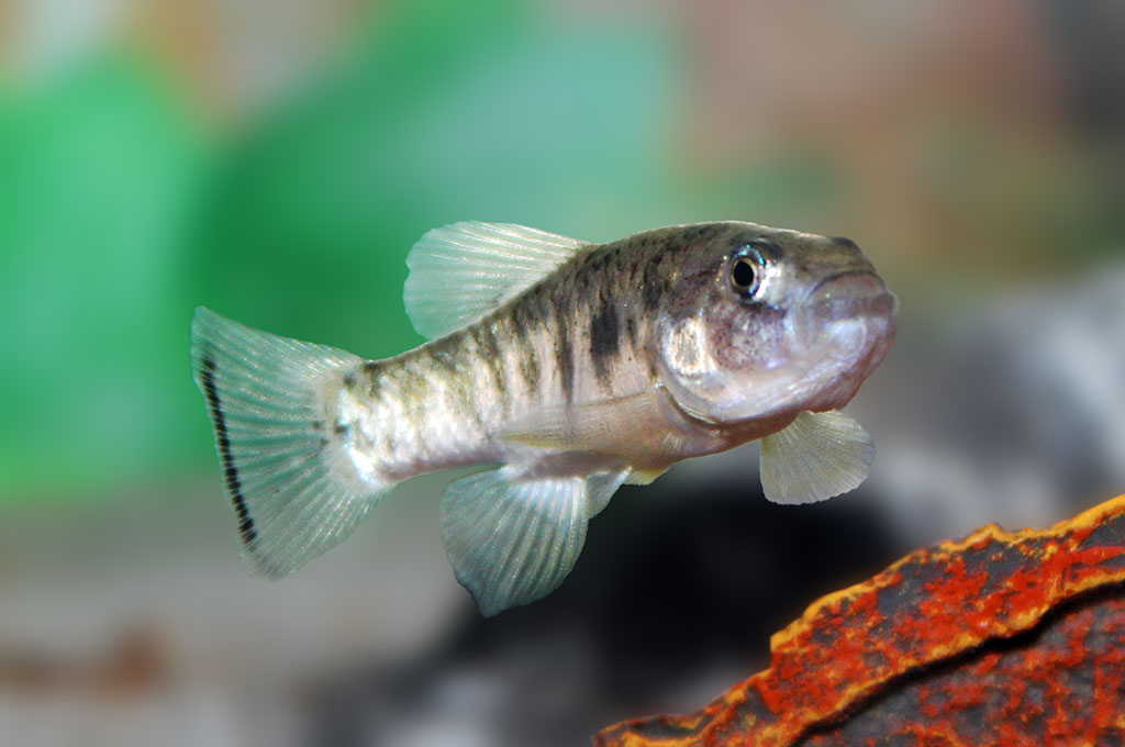 O čia tai bent (39)