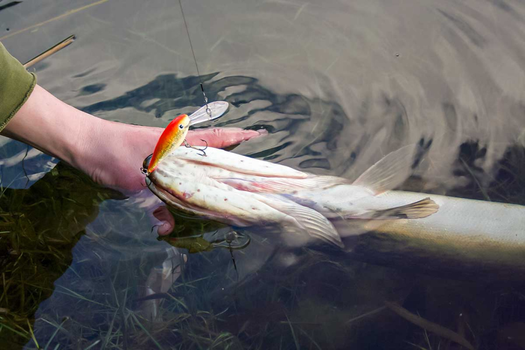 Balza, plastikas, abachi ir didelės lydekos. Antra dalis