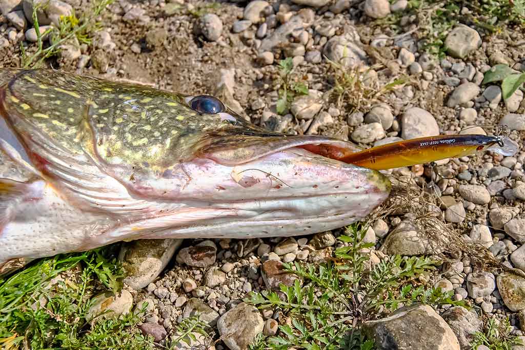 Tvičingavimas iš valties – mano mėgstami vobleriai Tvičingavimas iš valties – mano mėgstami vobleriai