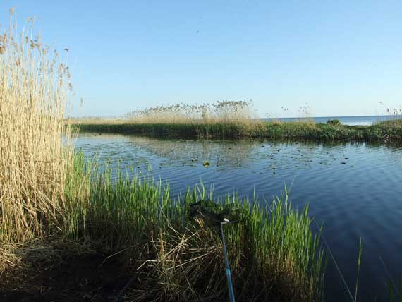 Daugelyje kontinentinio Kuršių marių vietų gelmė pakrantėse siekia keliasdešimt centimetrų