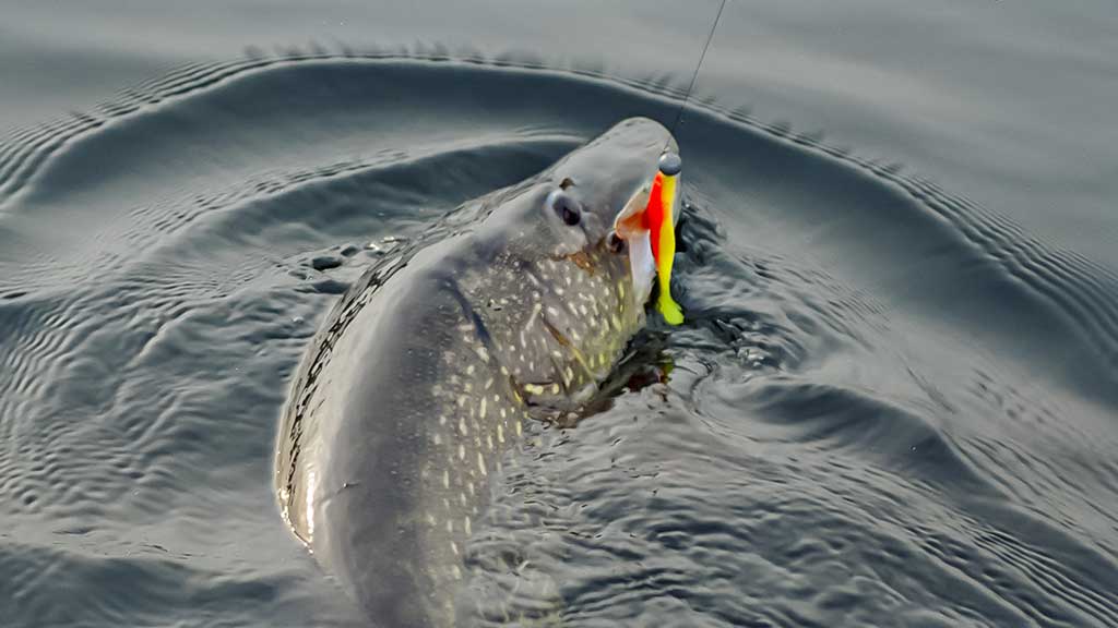 Mitai apie žiemos lydekas ir tiesa apie spiningus Mitai apie žiemos lydekas ir tiesa apie spiningus