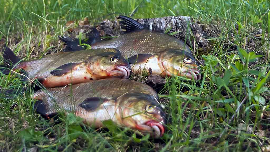 Straipsnis: Švento Petro gimtinėje. Antra dalis