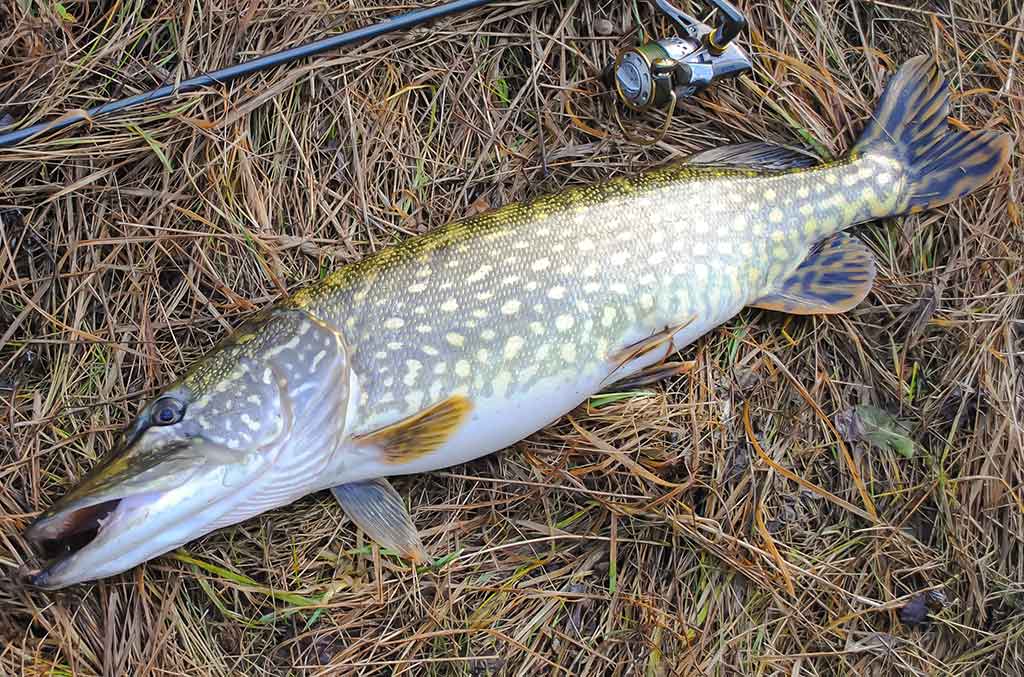 Kaip pagauti lydeką? Kaip pagauti lydeką?