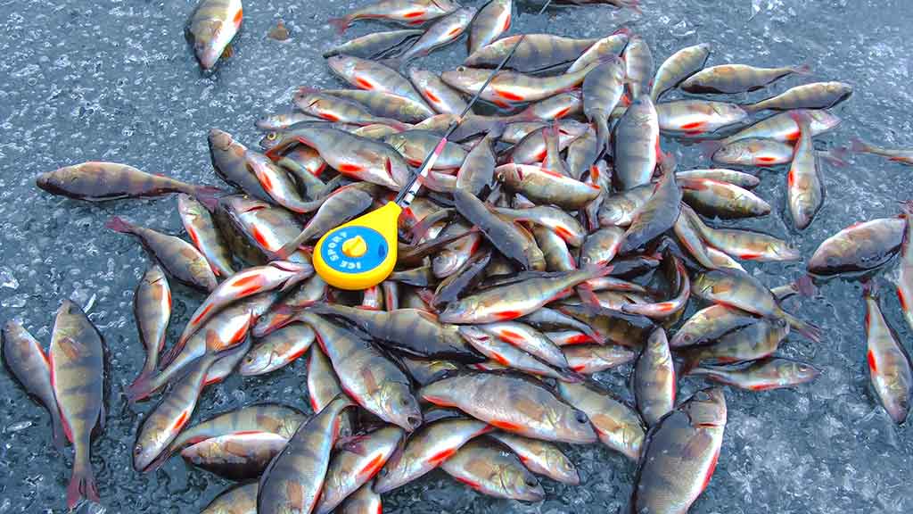 Varžybinis variantas. Pirma dalis