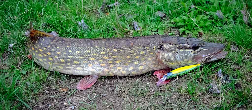 Apie spininginių masalų dažymą