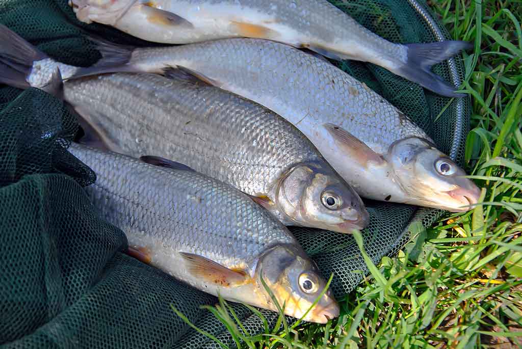Dar šis bei tas apie kabliukus. Antra dalis Dar šis bei tas apie kabliukus. Antra dalis