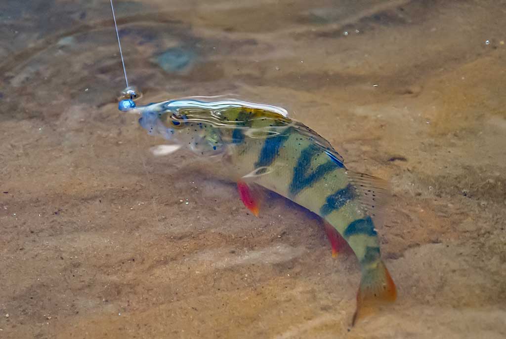 Neries ešerio gaudymas