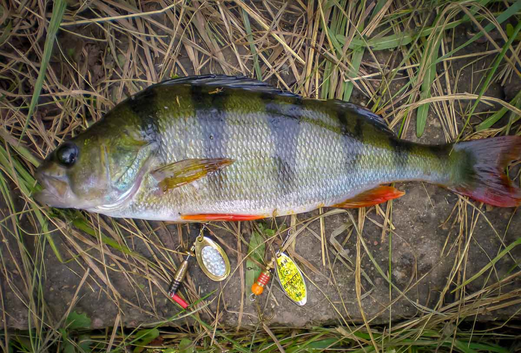 Nepailstanti žuvų viliotoja. 1 dalis