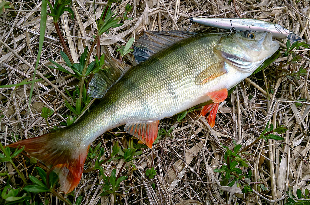 Ar sunku įsisavinti tvičingą? Techniniai niuansai Ar sunku įsisavinti tvičingą? Techniniai niuansai