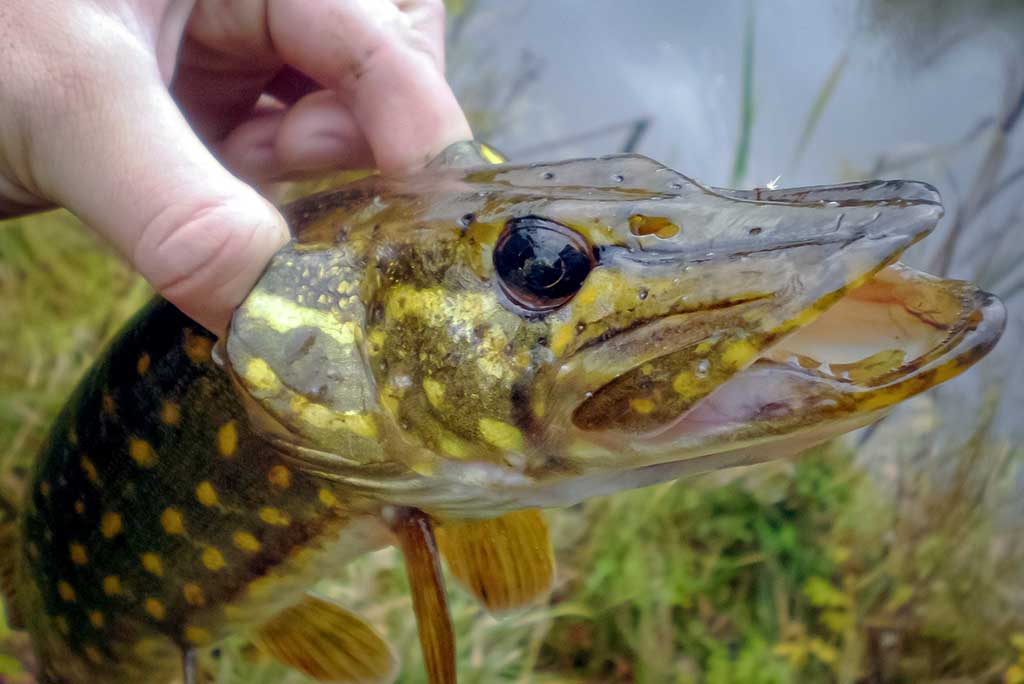 Apie nepilnametes, mikromasalus ir striptizą. Pirma dalis Apie nepilnametes, mikromasalus ir striptizą. Pirma dalis
