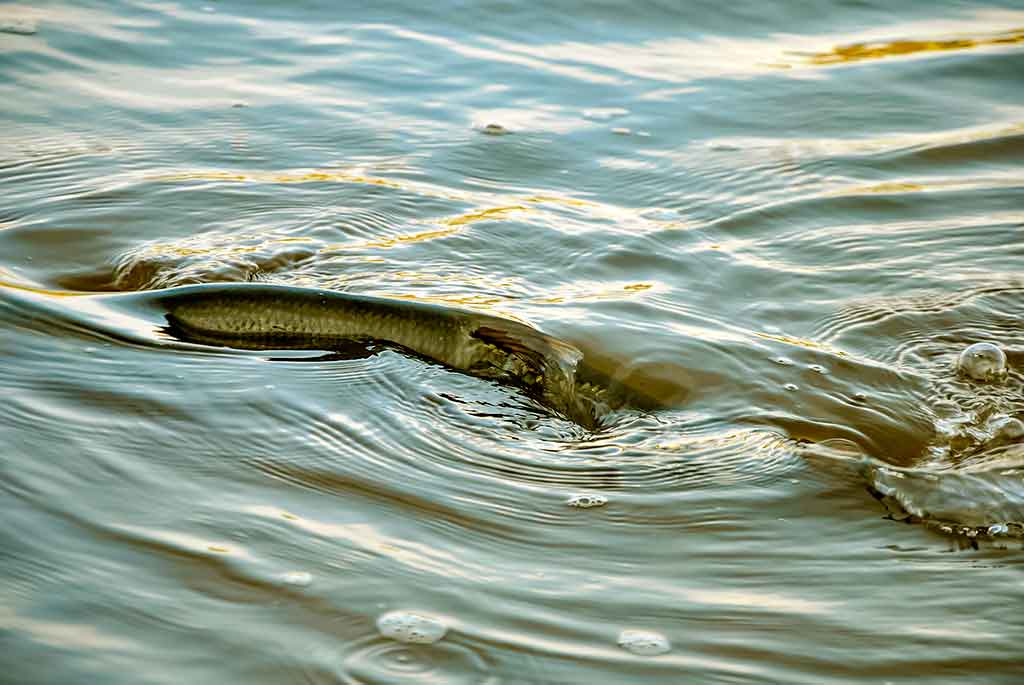 Salačių šventė Salačių šventė