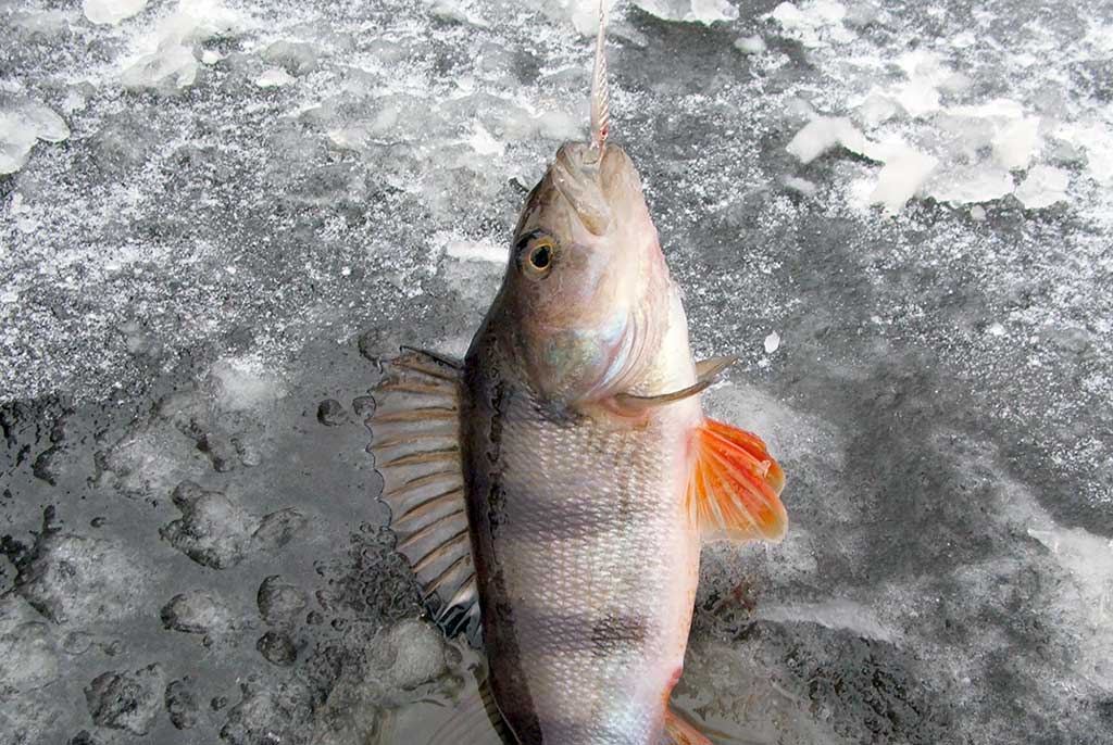 Kaip pagauti ešerį? Kaip pagauti ešerį?