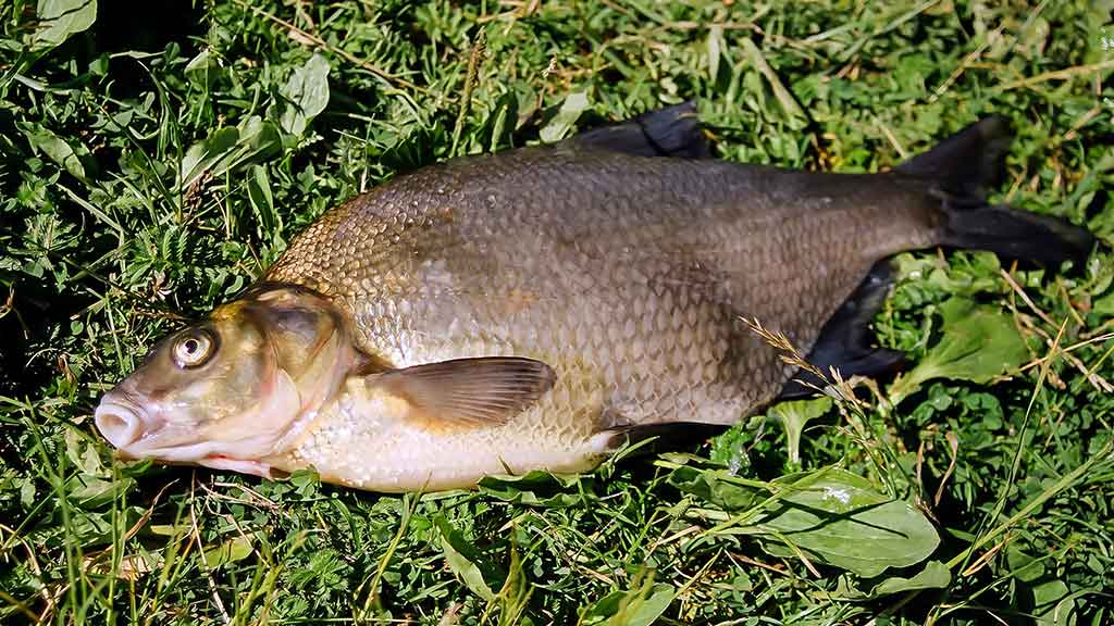 Kaip išsirinkti boloninę meškerę Kaip išsirinkti boloninę meškerę