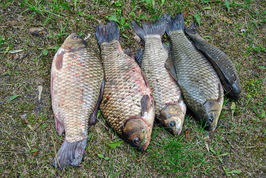 Iš žolių tankynės. Antra dalis Iš žolių tankynės. Antra dalis