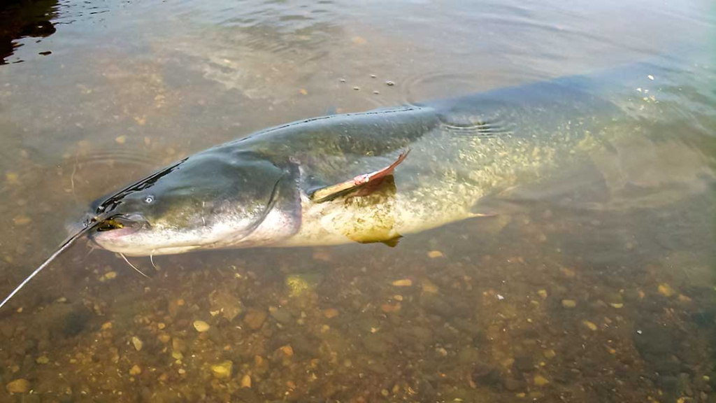 Trys istorijos apie šamą