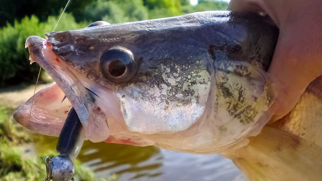 Kaip „reanimuoti“ guminukus Kaip „reanimuoti“ guminukus