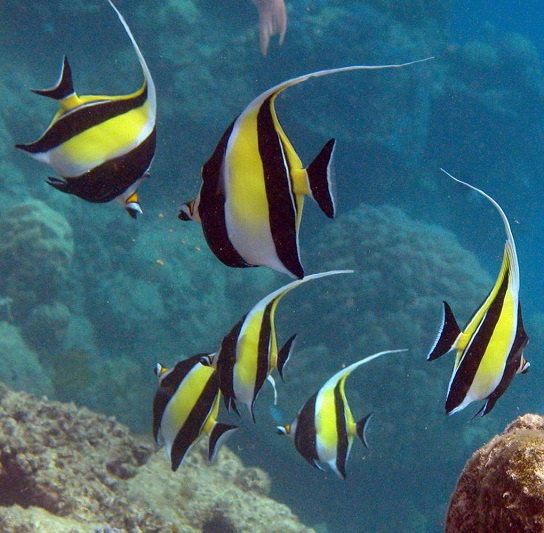 Šių žuvų išskirtinis bruožas – ryškus ir įspūdingas juodai geltonas raštas.