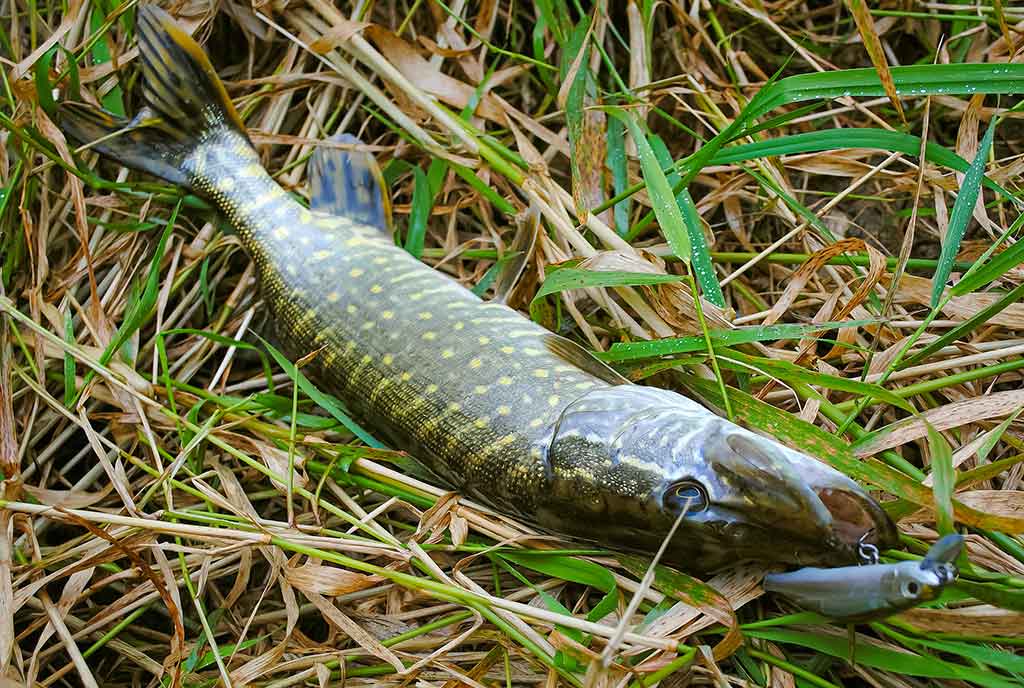 Apie atviras akis, šutintus žirnius, spiningavimą ir būsimą tvaną Apie atviras akis, šutintus žirnius, spiningavimą ir būsimą tvaną