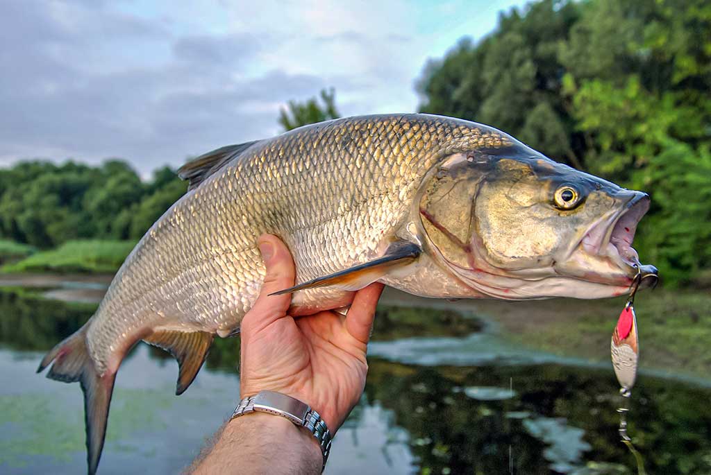 Kur teka Šešupė Kur teka Šešupė