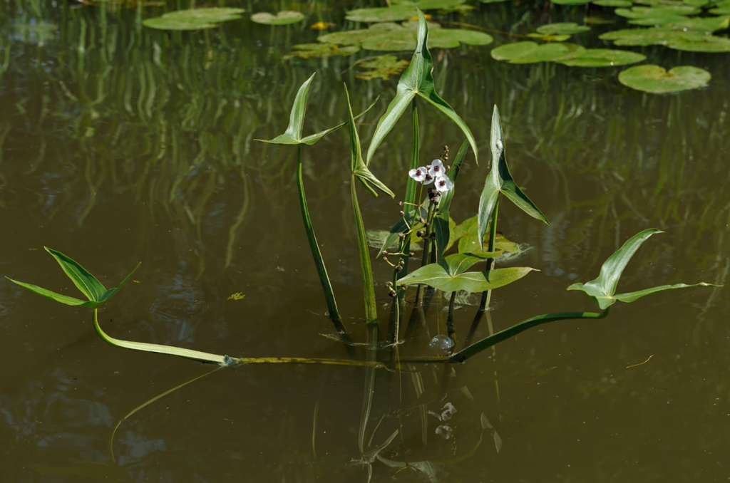 Strėlinė papliauška