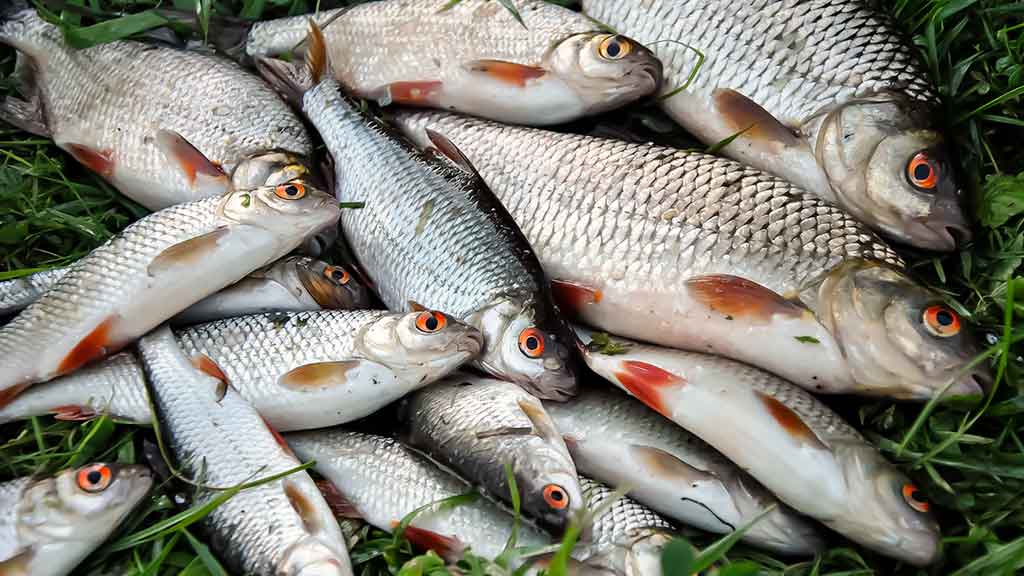 Kaip išsirinkti boloninę meškerę Kaip išsirinkti boloninę meškerę