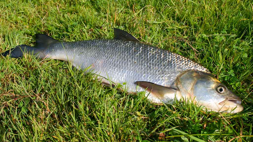 Ar salatis – konservatyvi žuvis? Antra dalis Ar salatis – konservatyvi žuvis? Antra dalis