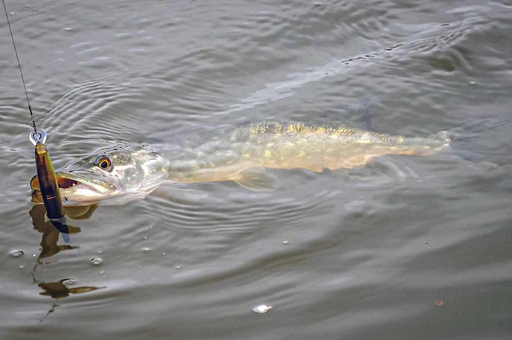 Seni metodai, seni masalai, bet lydekos didelės kaip ir kadaise