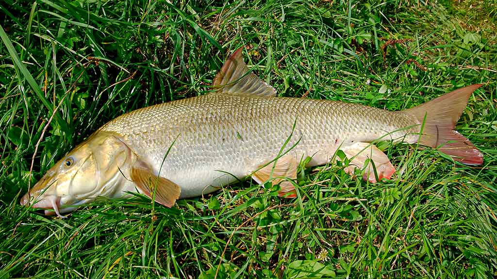 Maži masalai didelei žuviai. Antra dalis Maži masalai didelei žuviai. Antra dalis