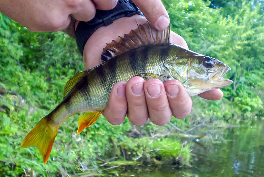 Mepps – tai žvejybinė klasika 2 Mepps – tai žvejybinė klasika 2