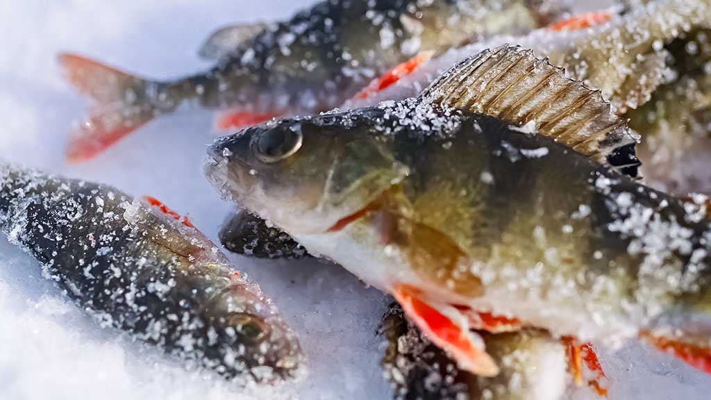 Kada ešerys nusuka nosį