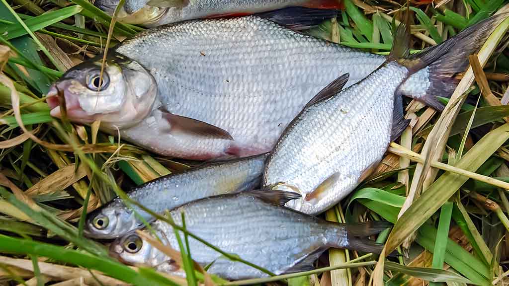 Nemunas, plūdinė ir senos dambos. Kitaip nei vasarą