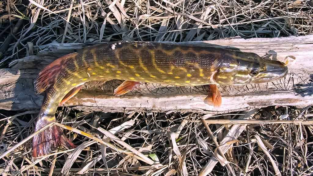 Tandemas – metalinių ir silikoninių masalų deriniai