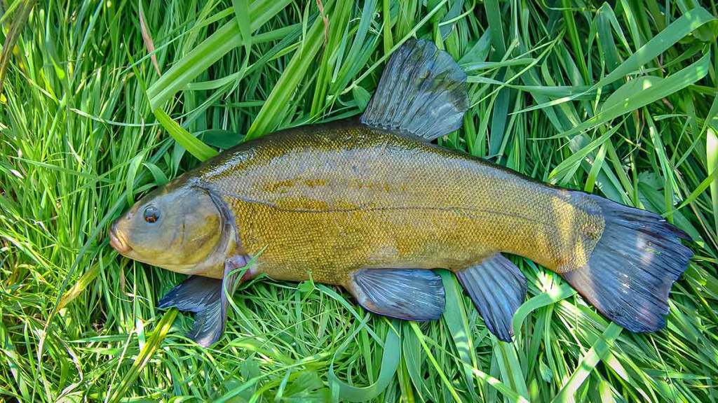 Nuo A iki Z apie monofilamentinį valą. Ketvirta dalis