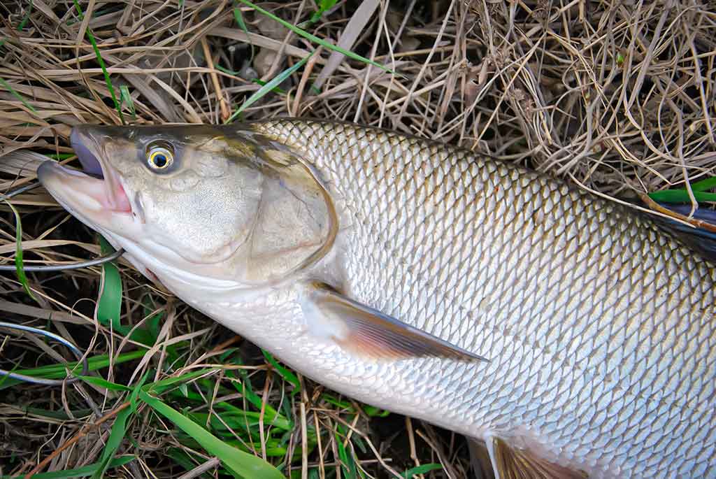 Gyvenimas po tiltu. Pirma dalis Gyvenimas po tiltu. Pirma dalis