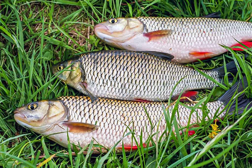 Kur teka Šešupė Kur teka Šešupė