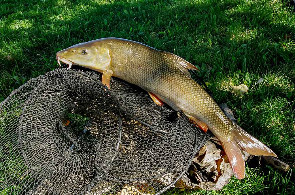 Kaip sutramdyti „arklius“. Pirma dalis Kaip sutramdyti „arklius“. Pirma dalis