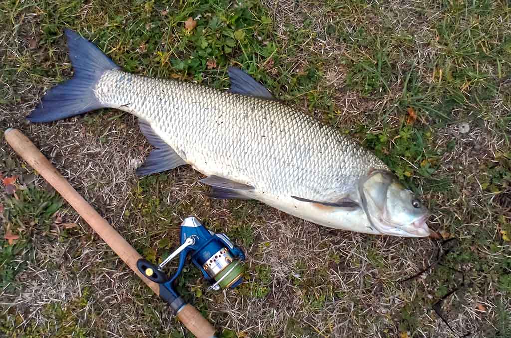 Salatis iš upės vidurio. Pirma dalis