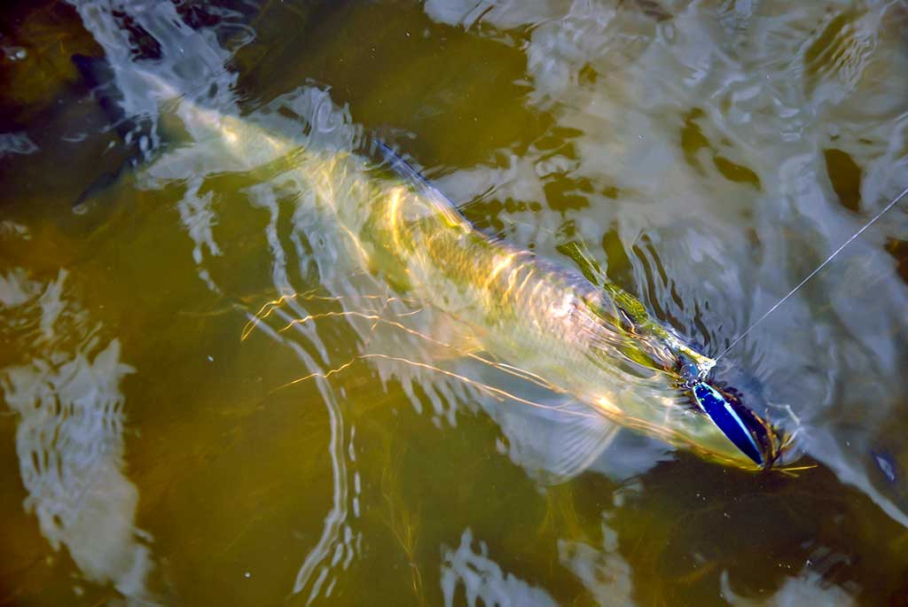 Vienas ir šimtas vienas būdas pagauti salatį 