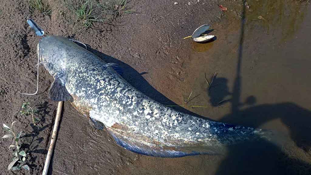 Tas sunkiai pagaunamas šamas. Pirma dalis Tas sunkiai pagaunamas šamas. Pirma dalis