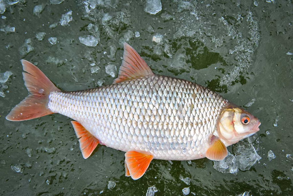 Sidabražvynių kaprizai