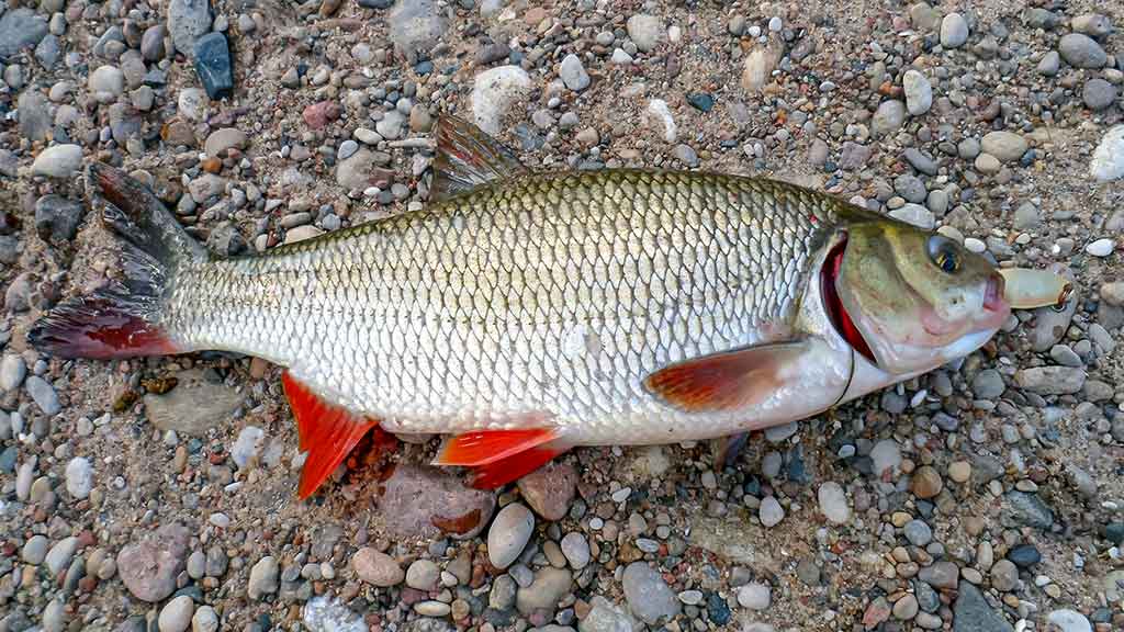 Klasika tapęs metalo gabalėlis. Pirma dalis Klasika tapęs metalo gabalėlis. Pirma dalis