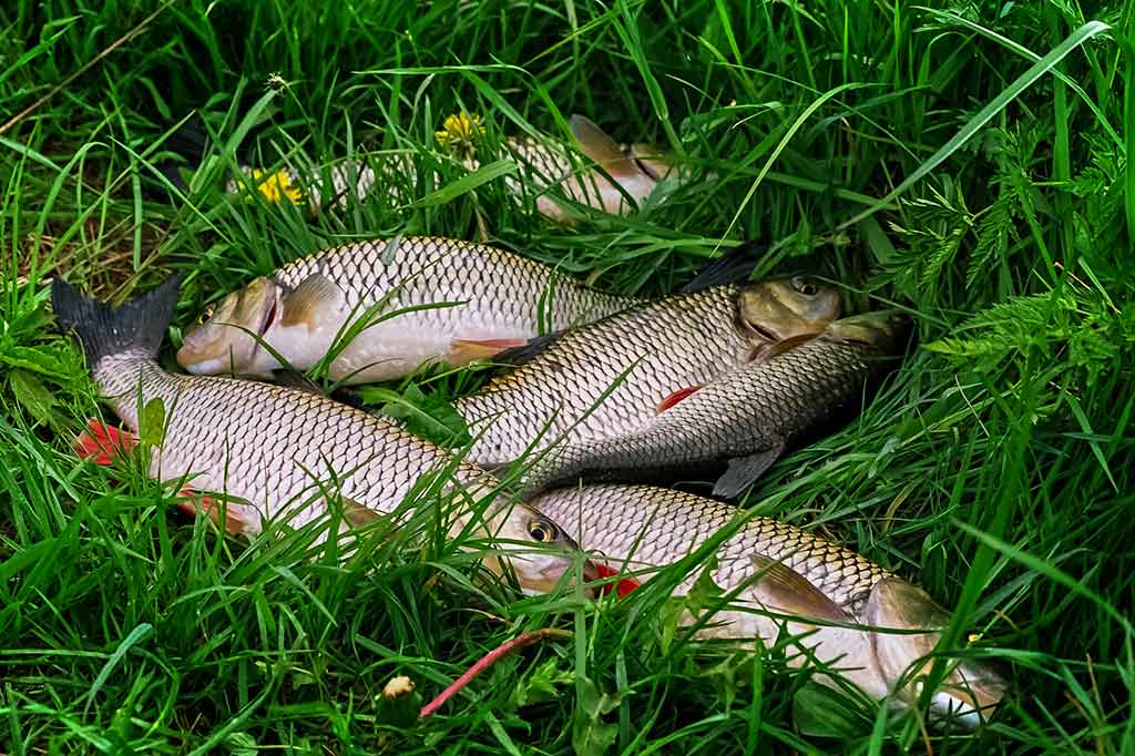 Cikados – ne vien plėšrūnių gaudymui Cikados – ne vien plėšrūnių gaudymui
