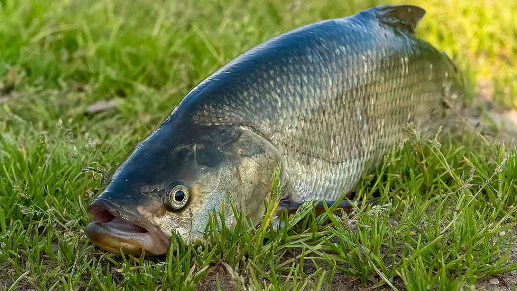 Nemunas nuo Merkinės iki Alytaus. Retai žvejų lankomos vietos