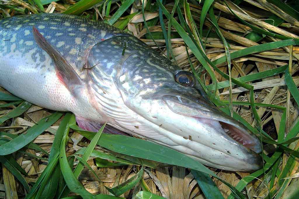 Cikados – ne vien plėšrūnių gaudymui Cikados – ne vien plėšrūnių gaudymui