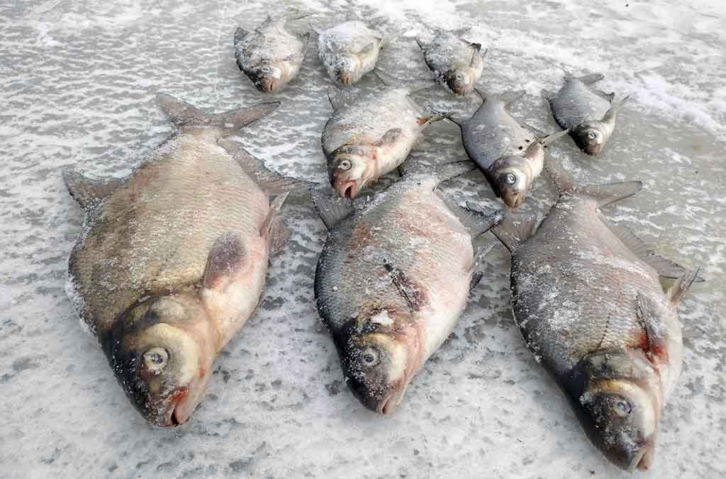 Kaip pagauti karšį? Kaip pagauti karšį?