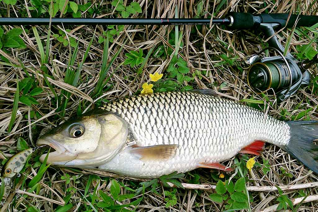 Kai žuvims gera – meškeriotojui liūdna Kai žuvims gera – meškeriotojui liūdna