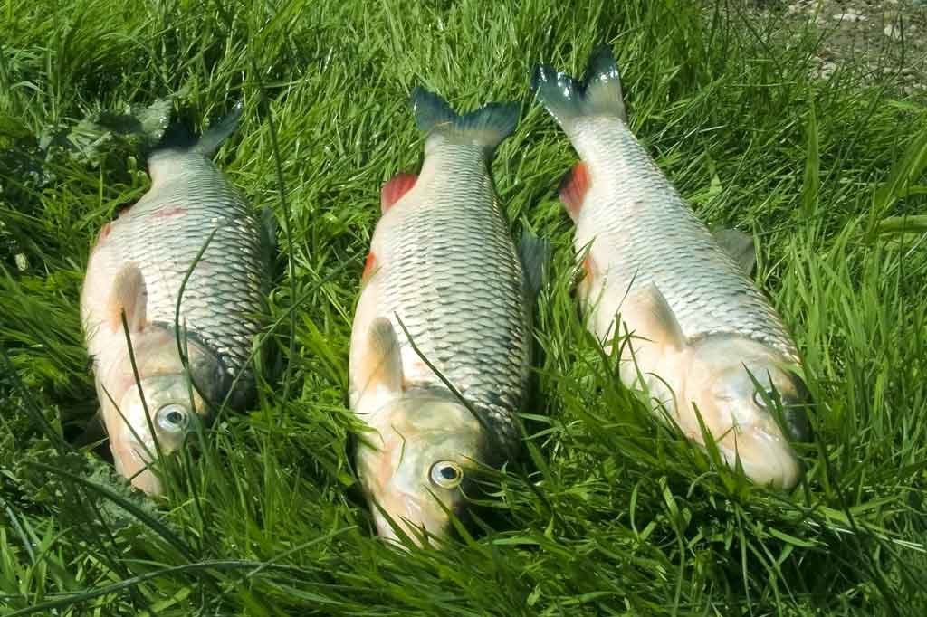 Turkiški žirniai lietuviškoms žuvims Turkiški žirniai lietuviškoms žuvims