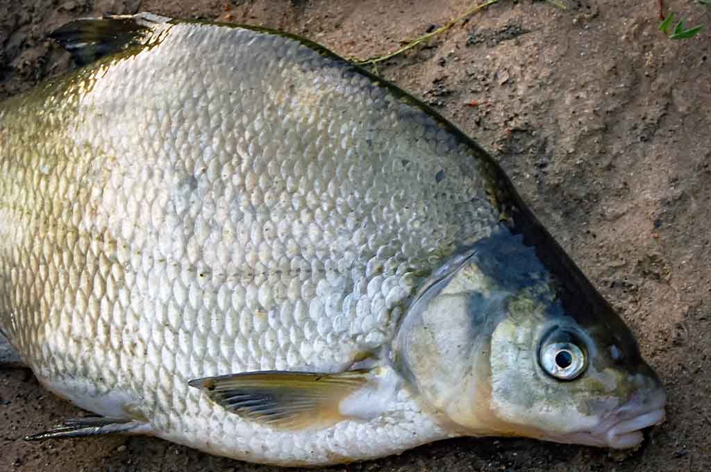 Primirštas geras masalas. Antra dalis Primirštas geras masalas. Antra dalis